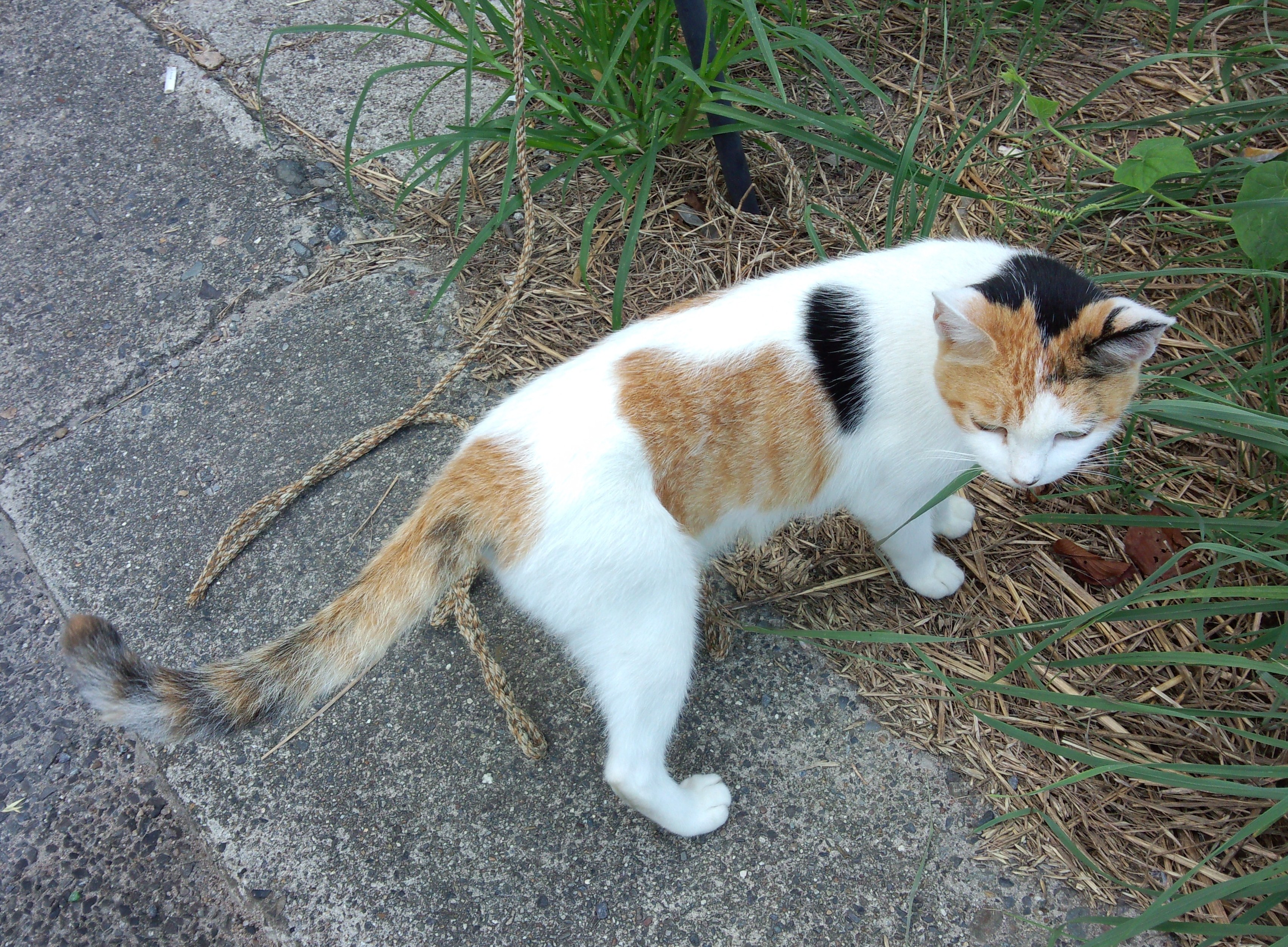 沖島の三毛猫1