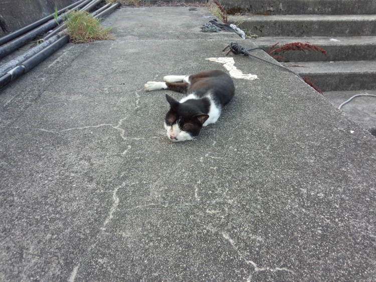 沖島の猫2